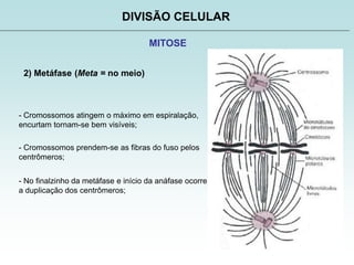 DIVISÃO CELULAR
MITOSE
2) Metáfase (Meta = no meio)
- Cromossomos atingem o máximo em espiralação,
encurtam tornam-se bem visíveis;
- Cromossomos prendem-se as fibras do fuso pelos
centrômeros;
- No finalzinho da metáfase e início da anáfase ocorre
a duplicação dos centrômeros;
 