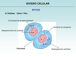 DIVISÃO CELULAR
MITOSE
4) Telófase (telos = fim)
Cromossomos se descondensam
Reaparecimento do nucléolo
Carioteca se reorganiza
Duplicação dos centríolosCitocinese
 