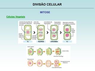 DIVISÃO CELULAR
MITOSE
Células Vegetais
 