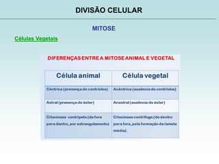DIVISÃO CELULAR
MITOSE
Células Vegetais
 