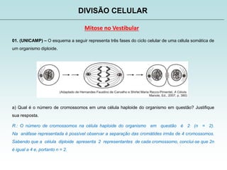 DIVISÃO CELULAR
Mitose no Vestibular
01. (UNICAMP) – O esquema a seguir representa três fases do ciclo celular de uma célula somática de
um organismo diploide.
a) Qual é o número de cromossomos em uma célula haploide do organismo em questão? Justifique
sua resposta.
R.: O número de cromossomos na célula haploide do organismo em questão é 2 (n = 2).
Na anáfase representada é possível observar a separação das cromátides irmãs de 4 cromossomos.
Sabendo que a célula diploide apresenta 2 representantes de cada cromossomo, conclui-se que 2n
é igual a 4 e, portanto n = 2.
 