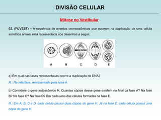 DIVISÃO CELULAR
Mitose no Vestibular
02. (FUVEST) – A sequência de eventos cromossômicos que ocorrem na duplicação de uma célula
somática animal está representada nos desenhos a seguir.
a) Em qual das fases representadas ocorre a duplicação de DNA?
R.: Na intérfase, representada pela letra A.
b) Considere o gene autossômico H. Quantas cópias desse gene existem no final da fase A? Na fase
B? Na fase C? Na fase D? Em cada uma das células formadas na fase E.
R.: Em A, B, C e D, cada célula possui duas cópias do gene H. Já na fase E, cada célula possui uma
cópia do gene H.
 