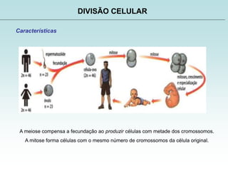 DIVISÃO CELULAR
Características
A meiose compensa a fecundação ao produzir células com metade dos cromossomos.
A mitose forma células com o mesmo número de cromossomos da célula original.
 