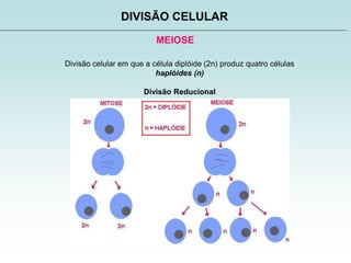 MEIOSE
DIVISÃO CELULAR
Divisão celular em que a célula diplóide (2n) produz quatro células
haplóides (n)
Divisão Reducional
 