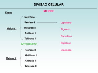 MEIOSE
DIVISÃO CELULAR
Fases
Intérfase
Prófase I
Metáfase I
Anáfase I
Telófase I
Prófase II
Metáfase II
Anáfase II
Telófase II
Leptóteno
Zigóteno
Paquíteno
Diplóteno
Diacinese
Meiose I
Meiose II
INTERCINESE
 
