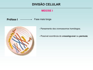 MEIOSE I
DIVISÃO CELULAR
Prófase I Fase mais longa
- Pareamento dos cromossomos homólogos;
- Possível ocorrência do crossing-over ou permuta;
 