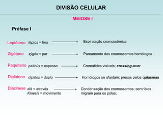 MEIOSE I
DIVISÃO CELULAR
Prófase I
Leptóteno
Zigóteno
Paquíteno
Diplóteno
Diacinese
Espiralação cromossômicaléptos = fino
zýgós = par Pareamento dos cromossomos homólogos
pakhús = espesso Cromátides visíveis; crossing-over
diplóos = duplo Homólogos se afastam; presos pelos quiasmas
diá = através
Kínesis = movimento
Condensação dos cromossomos; centríolos
migram para os pólos;
 