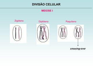 MEIOSE I
DIVISÃO CELULAR
Zigóteno PaquítenoDiplóteno
crossing-over
 