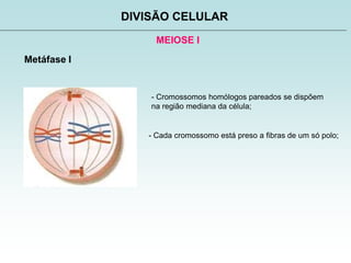MEIOSE I
DIVISÃO CELULAR
Metáfase I
- Cromossomos homólogos pareados se dispõem
na região mediana da célula;
- Cada cromossomo está preso a fibras de um só polo;
 