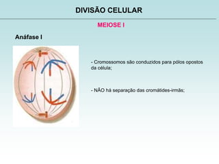 MEIOSE I
DIVISÃO CELULAR
Anáfase I
- Cromossomos são conduzidos para pólos opostos
da célula;
- NÃO há separação das cromátides-irmãs;
 