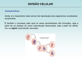 DIVISÃO CELULAR
Características
Ainda, é o mecanismo mais comum de reprodução dos organismos unicelulares
eucariontes;
É também o processo pelo qual os seres pluricelulares são formados, seja a
partir de um pedaço do corpo (reprodução assexuada), seja a partir da célula-
ovo ou zigoto (reprodução sexuada).
 