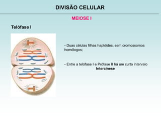 MEIOSE I
DIVISÃO CELULAR
Telófase I
- Duas células filhas haplóides, sem cromossomos
homólogos;
- Entre a telófase I e Prófase II há um curto intervalo
Intercinese
 