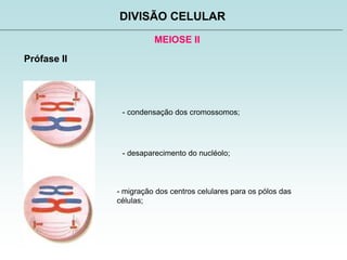 MEIOSE II
DIVISÃO CELULAR
Prófase II
- condensação dos cromossomos;
- desaparecimento do nucléolo;
- migração dos centros celulares para os pólos das
células;
 