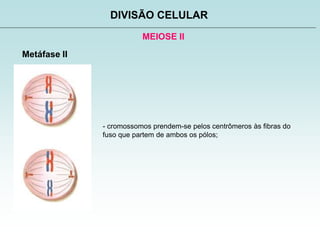 MEIOSE II
DIVISÃO CELULAR
Metáfase II
- cromossomos prendem-se pelos centrômeros às fibras do
fuso que partem de ambos os pólos;
 