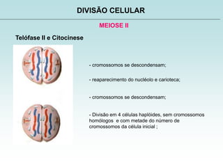 MEIOSE II
DIVISÃO CELULAR
Telófase II e Citocinese
- cromossomos se descondensam;
- reaparecimento do nucléolo e carioteca;
- cromossomos se descondensam;
- Divisão em 4 células haplóides, sem cromossomos
homólogos e com metade do número de
cromossomos da célula inicial ;
 