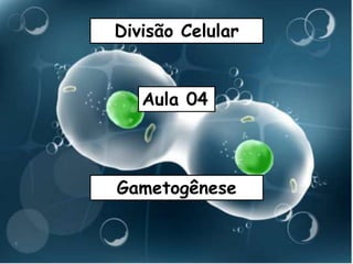 Divisão Celular
Aula 04
Gametogênese
 