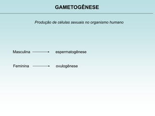 GAMETOGÊNESE
Produção de células sexuais no organismo humano
Masculina espermatogênese
Feminina ovulogênese
 