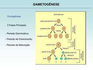 GAMETOGÊNESE
Ovulogênese
3 Fases Principais
- Periodo Germinativo;
- Periodo de Crescimento;
- Periodo de Maturação
 