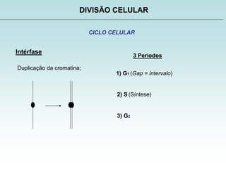 DIVISÃO CELULAR
CICLO CELULAR
Intérfase
Duplicação da cromatina;
3 Períodos
1) G1 (Gap = intervalo)
2) S (Síntese)
3) G2
 