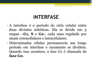 INTERFASE
• A interfase é o período do ciclo celular entre
duas divisões mitóticas. Ela se divide em 3
etapas –G1, S e G2-, cada uma regulada por
sinais extracelulares e intracelulares.
• Determinadas células permanecem um longo
período em interfase e raramente se dividem.
Quando isso acontece, a fase G1 é chamada de
fase G0.
 