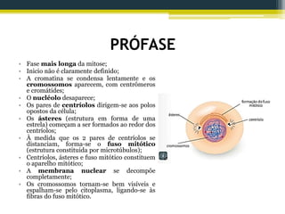 PRÓFASE
• Fase mais longa da mitose;
• Inicio não é claramente definido;
• A cromatina se condensa lentamente e os
cromossomos aparecem, com centrômeros
e cromátides;
• O nucléolo desaparece;
• Os pares de centríolos dirigem-se aos polos
opostos da célula;
• Os ásteres (estrutura em forma de uma
estrela) começam a ser formados ao redor dos
centríolos;
• À medida que os 2 pares de centríolos se
distanciam, forma-se o fuso mitótico
(estrutura constituida por microtúbulos);
• Centríolos, ásteres e fuso mitótico constituem
o aparelho mitótico;
• A membrana nuclear se decompõe
completamente;
• Os cromossomos tornam-se bem visíveis e
espalham-se pelo citoplasma, ligando-se às
fibras do fuso mitótico.
 