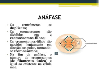 ANÁFASE
• Os centrômeros se
duplicam;
• Os cromossomos são
divididos em 2
cromossomos-filhos;
• Os cromossomos-filhos são
movidos lentamente em
direção aos polos, tornando-
se cromossomos;
• Na fim da anáfase, o
número de cromossomos
(de filamento único) é
igual ao existente na célula
mãe.
 
