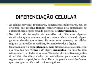 DIFERENCIAÇÃO CELULAR
• As células nervosas, musculares, pancreáticas, pulmonares, etc., se
originam das células-tronco, caracterizadas pela capacidade de
autorreplicação e pelo elevado potencial de diferenciação.
• No inicio da formação do embrião, são liberadas algumas
substâncias que atuam em conjunto com a célula, ativando alguns
genes e desativando outros. Durante esse processo, as células
migram para regiões específicas, formando tecidos e órgãos.
• Quanto maior é a especificação, mais diferenciada é a célula. Esse
é o caso dos neurônios e de alguns músculos. No entanto, isso
não acontece em todas as células. Vários tecidos mantêm conjuntos
de células não diferenciadas que contribuem para a renovação,
regeneração e reposição tecidual. Um exemplo é a medula óssea,
que dá origem as células do tecido sanguíneo.
 