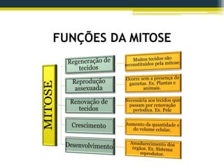 FUNÇÕES DA MITOSE
 