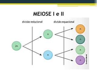 MEIOSE I e II
 