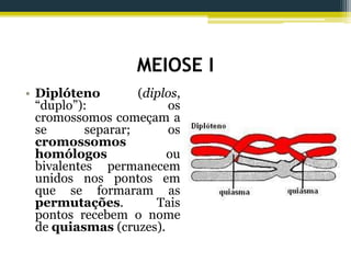MEIOSE I
• Diplóteno (diplos,
“duplo”): os
cromossomos começam a
se separar; os
cromossomos
homólogos ou
bivalentes permanecem
unidos nos pontos em
que se formaram as
permutações. Tais
pontos recebem o nome
de quiasmas (cruzes).
 