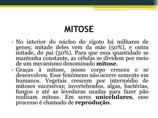 MITOSE
• No interior do núcleo do zigoto há milhares de
genes; mitade deles vem da mãe (50%), e outra
mitade, do pai (50%). Para que essa quantidade se
mantenha constante, as células se dividem por meio
de um mecanismo denominado mitose.
• Graças à mitose, nosso corpo cresceu e se
desenvolveu. Esse fenômeno não ocorre somente em
humanos. Vegetais crescem por intermédio de
mitoses sucessivas; invertebrados, algas, bactérias,
fungos e até as leveduras usadas para fazer pão
realizam mitose. Em seres unicelulares, esse
processo é chamado de reprodução.
 