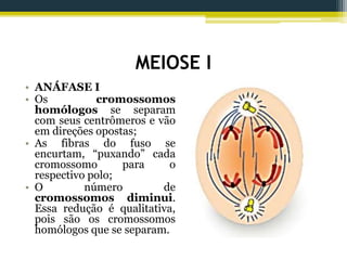 MEIOSE I
• ANÁFASE I
• Os cromossomos
homólogos se separam
com seus centrômeros e vão
em direções opostas;
• As fibras do fuso se
encurtam, “puxando” cada
cromossomo para o
respectivo polo;
• O número de
cromossomos diminui.
Essa redução é qualitativa,
pois são os cromossomos
homólogos que se separam.
 