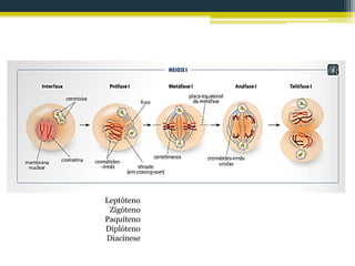 Leptóteno
Zigóteno
Paquíteno
Diplóteno
Diacinese
 