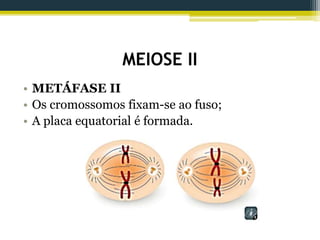 MEIOSE II
• METÁFASE II
• Os cromossomos fixam-se ao fuso;
• A placa equatorial é formada.
 