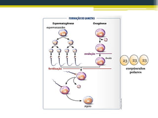 23 23 23
corpúsculos
polares
 