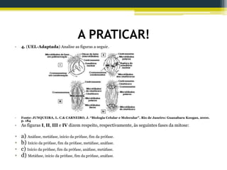 A PRATICAR!
• 4. (UEL-Adaptada) Analise as figuras a seguir.
• Fonte: JUNQUEIRA, L. C.& CARNEIRO, J. “Biologia Celular e Molecular”. Rio de Janeiro: Guanabara Koogan, 2000.
p. 184
• As figuras I, II, III e IV dizem respeito, respectivamente, às seguintes fases da mitose:
• a) Anáfase, metáfase, início da prófase, fim da prófase.
• b) Início da prófase, fim da prófase, metáfase, anáfase.
• c) Início da prófase, fim da prófase, anáfase, metáfase.
• d) Metáfase, início da prófase, fim da prófase, anáfase.
 