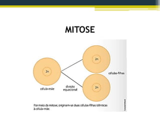 MITOSE
 