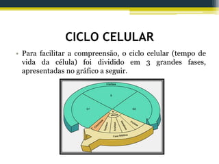 CICLO CELULAR
• Para facilitar a compreensão, o ciclo celular (tempo de
vida da célula) foi dividido em 3 grandes fases,
apresentadas no gráfico a seguir.
 