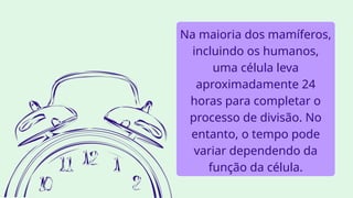 Na maioria dos mamíferos,
incluindo os humanos,
uma célula leva
aproximadamente 24
horas para completar o
processo de divisão. No
entanto, o tempo pode
variar dependendo da
função da célula.
 