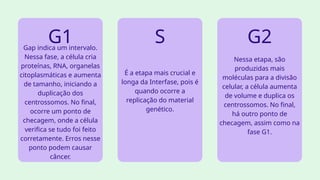 G1 S G2
Gap indica um intervalo.
Nessa fase, a célula cria
proteínas, RNA, organelas
citoplasmáticas e aumenta
de tamanho, iniciando a
duplicação dos
centrossomos. No final,
ocorre um ponto de
checagem, onde a célula
verifica se tudo foi feito
corretamente. Erros nesse
ponto podem causar
câncer.
É a etapa mais crucial e
longa da Interfase, pois é
quando ocorre a
replicação do material
genético.
Nessa etapa, são
produzidas mais
moléculas para a divisão
celular, a célula aumenta
de volume e duplica os
centrossomos. No final,
há outro ponto de
checagem, assim como na
fase G1.
 
