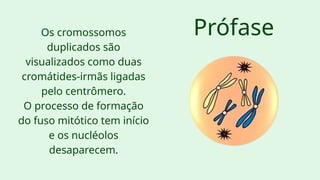 Prófase
Os cromossomos
duplicados são
visualizados como duas
cromátides-irmãs ligadas
pelo centrômero.
O processo de formação
do fuso mitótico tem início
e os nucléolos
desaparecem.
 