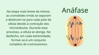 Anáfase
Na etapa mais breve da mitose,
as cromátides-irmãs se separam
e deslocam-se para cada polo da
célula devido à contração dos
microtúbulos. Durante esse
processo, a célula se alonga. No
desfecho, em cada extremidade,
formar-se-á um conjunto
completo de cromossomos.
 