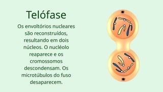 Telófase
Os envoltórios nucleares
são reconstruídos,
resultando em dois
núcleos. O nucléolo
reaparece e os
cromossomos
descondensam. Os
microtúbulos do fuso
desaparecem.
 