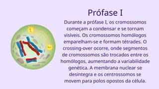 Prófase I
Durante a prófase I, os cromossomos
começam a condensar e se tornam
visíveis. Os cromossomos homólogos
emparelham-se e formam tétrades. O
crossing-over ocorre, onde segmentos
de cromossomos são trocados entre os
homólogos, aumentando a variabilidade
genética. A membrana nuclear se
desintegra e os centrossomos se
movem para polos opostos da célula.
 
