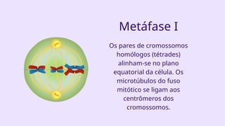 Metáfase I
Os pares de cromossomos
homólogos (tétrades)
alinham-se no plano
equatorial da célula. Os
microtúbulos do fuso
mitótico se ligam aos
centrômeros dos
cromossomos.
 
