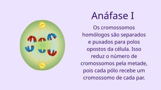 Anáfase I
Os cromossomos
homólogos são separados
e puxados para polos
opostos da célula. Isso
reduz o número de
cromossomos pela metade,
pois cada pólo recebe um
cromossomo de cada par.
 