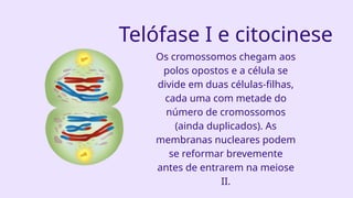 Telófase I e citocinese
Os cromossomos chegam aos
polos opostos e a célula se
divide em duas células-filhas,
cada uma com metade do
número de cromossomos
(ainda duplicados). As
membranas nucleares podem
se reformar brevemente
antes de entrarem na meiose
II.
 