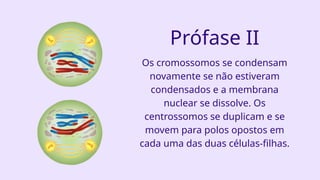 Prófase II
Os cromossomos se condensam
novamente se não estiveram
condensados e a membrana
nuclear se dissolve. Os
centrossomos se duplicam e se
movem para polos opostos em
cada uma das duas células-filhas.
 