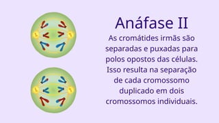 Anáfase II
As cromátides irmãs são
separadas e puxadas para
polos opostos das células.
Isso resulta na separação
de cada cromossomo
duplicado em dois
cromossomos individuais.
 