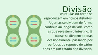 As células do corpo se
reproduzem em ritmos distintos.
Algumas se dividem de forma
contínua ao longo da vida, como
as que revestem o intestino. Já
outras se dividem apenas
ocasionalmente, passando por
períodos de repouso de vários
anos em um estado não divisório.
Divisão
 